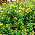 Hypericum x moserianum P2C